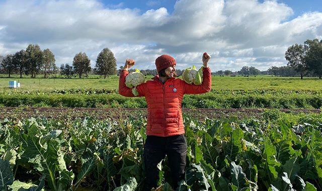 ✨ WE HAVE CAULIPOWERS ✨

such extraordinary powers enable us to grow the most delicious cauliflowers you ever did try

roast, steam, sauté, soup, smoothie, rice, pizza base, curry, stake, the options are ennnnnnnndless

come by &amp; say hi &amp; sn