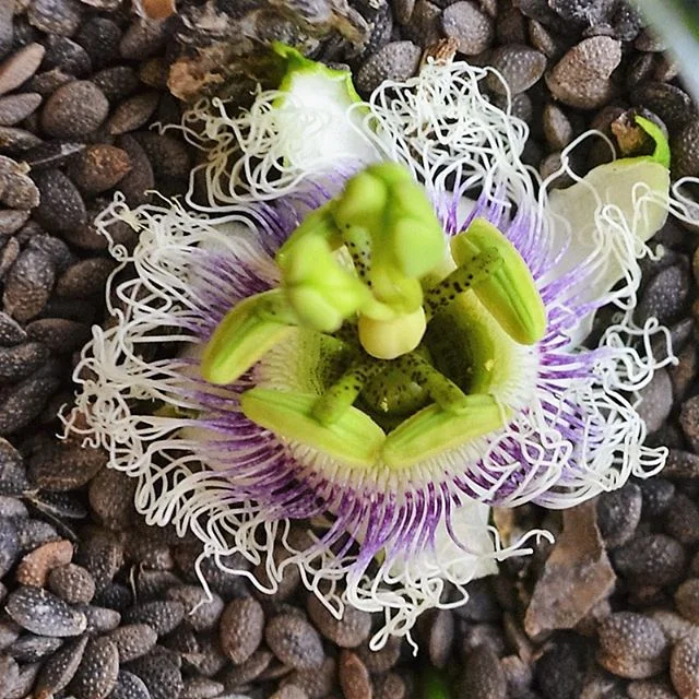 Flowers because #Monday.

#passionflower #isandi #monday #flower #nature #landscape #seeds #natural #maracuja #beauty #skincare #naturalskincare #organicskincare #backtoschool #work