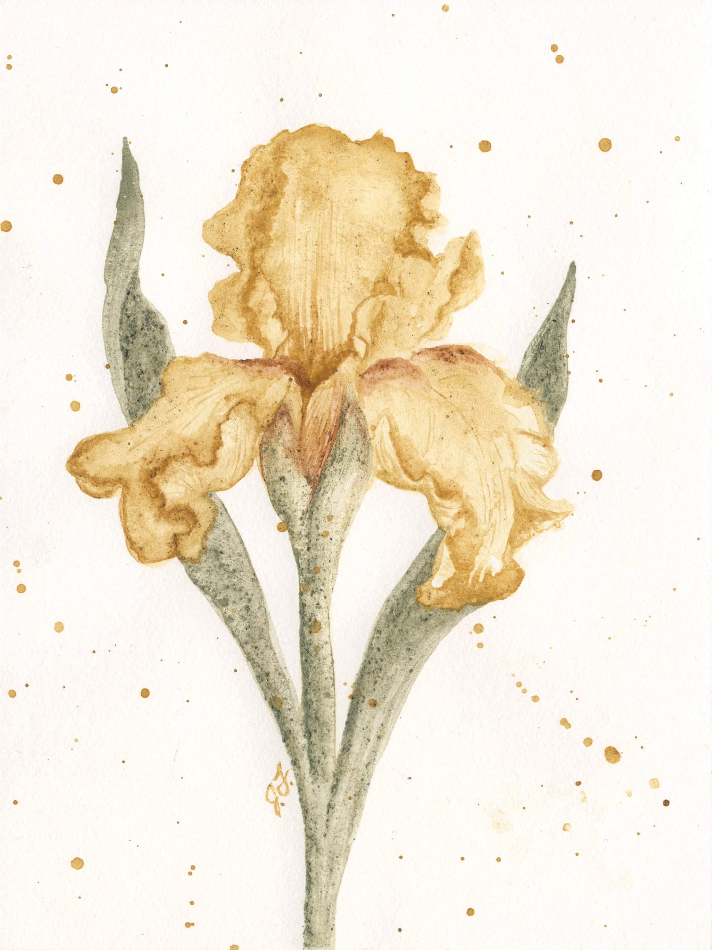 Gold Iris.jpg