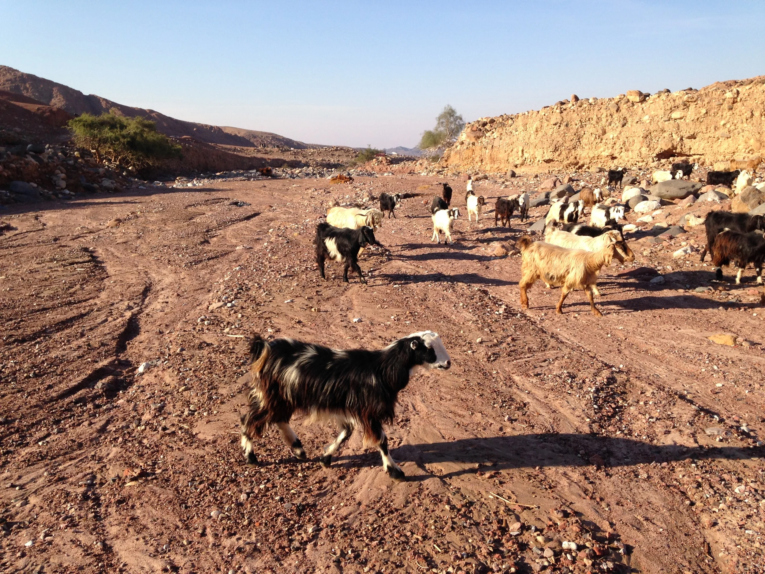 Shepherd Passing, Tafielah, Jordan