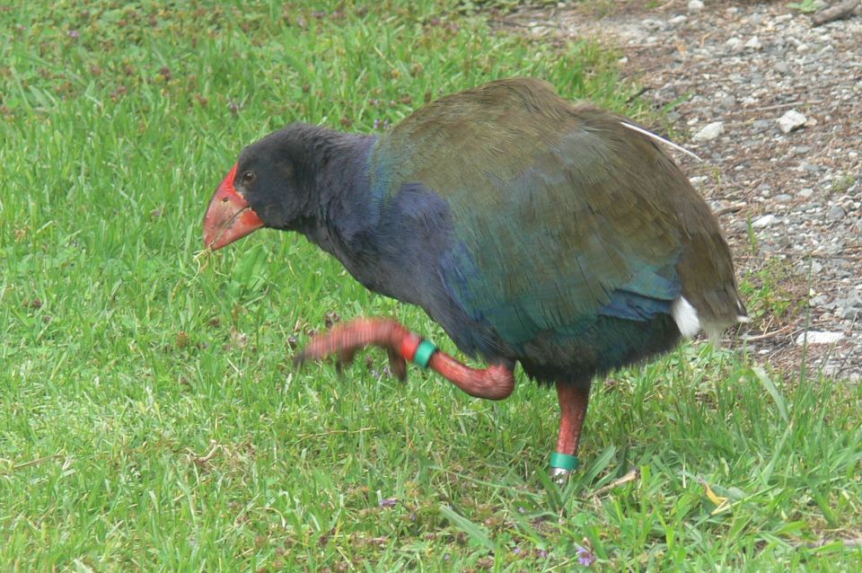 tawh-takahe.jpg