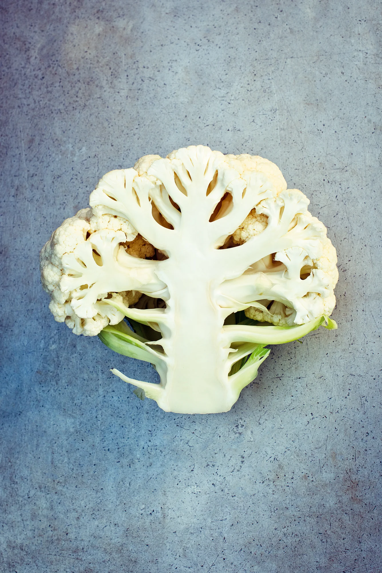 foofarm-42.jpg