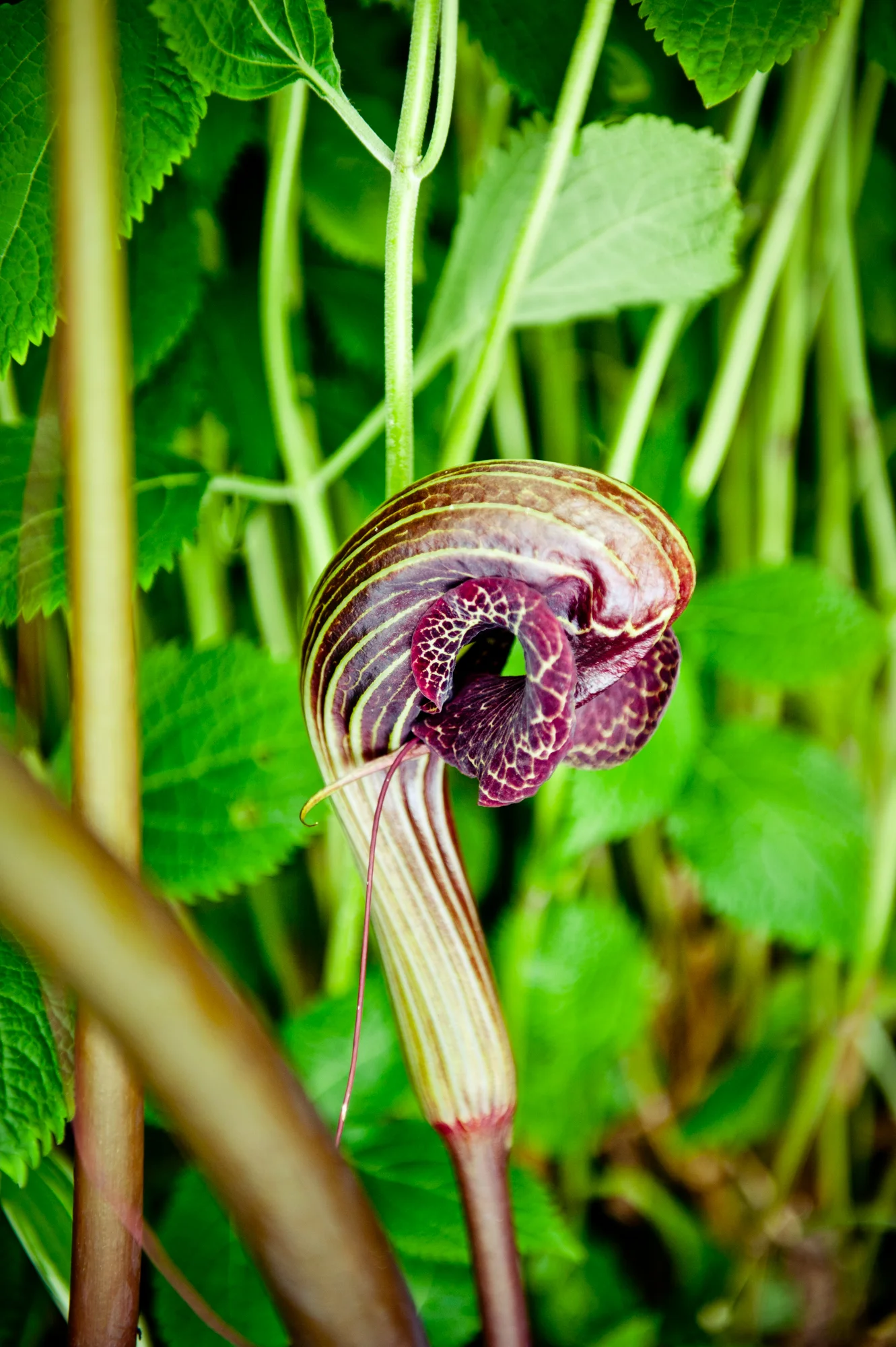 flower-2.jpg