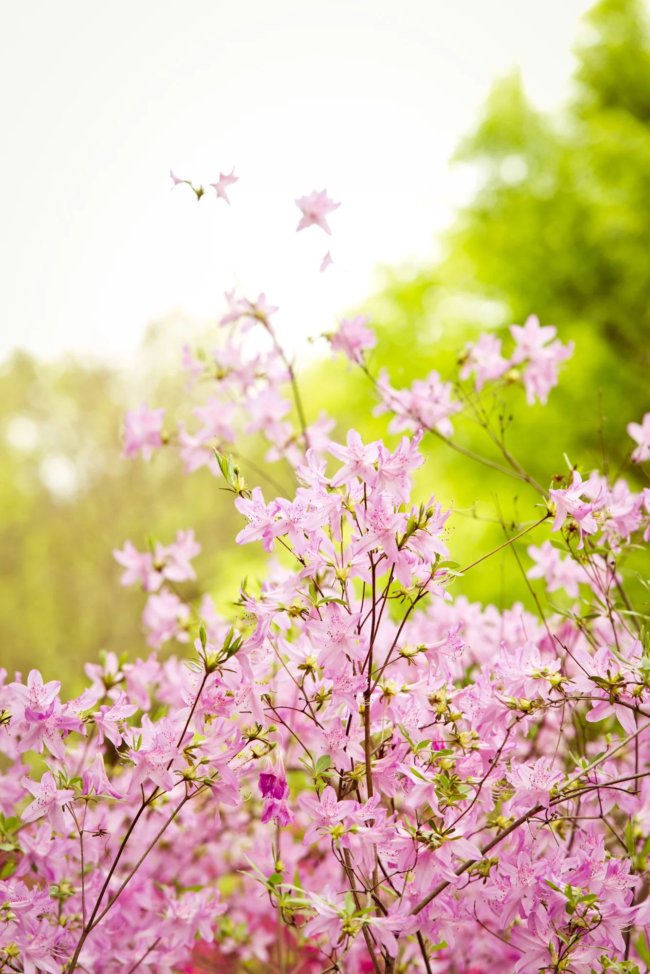flower-16.jpg