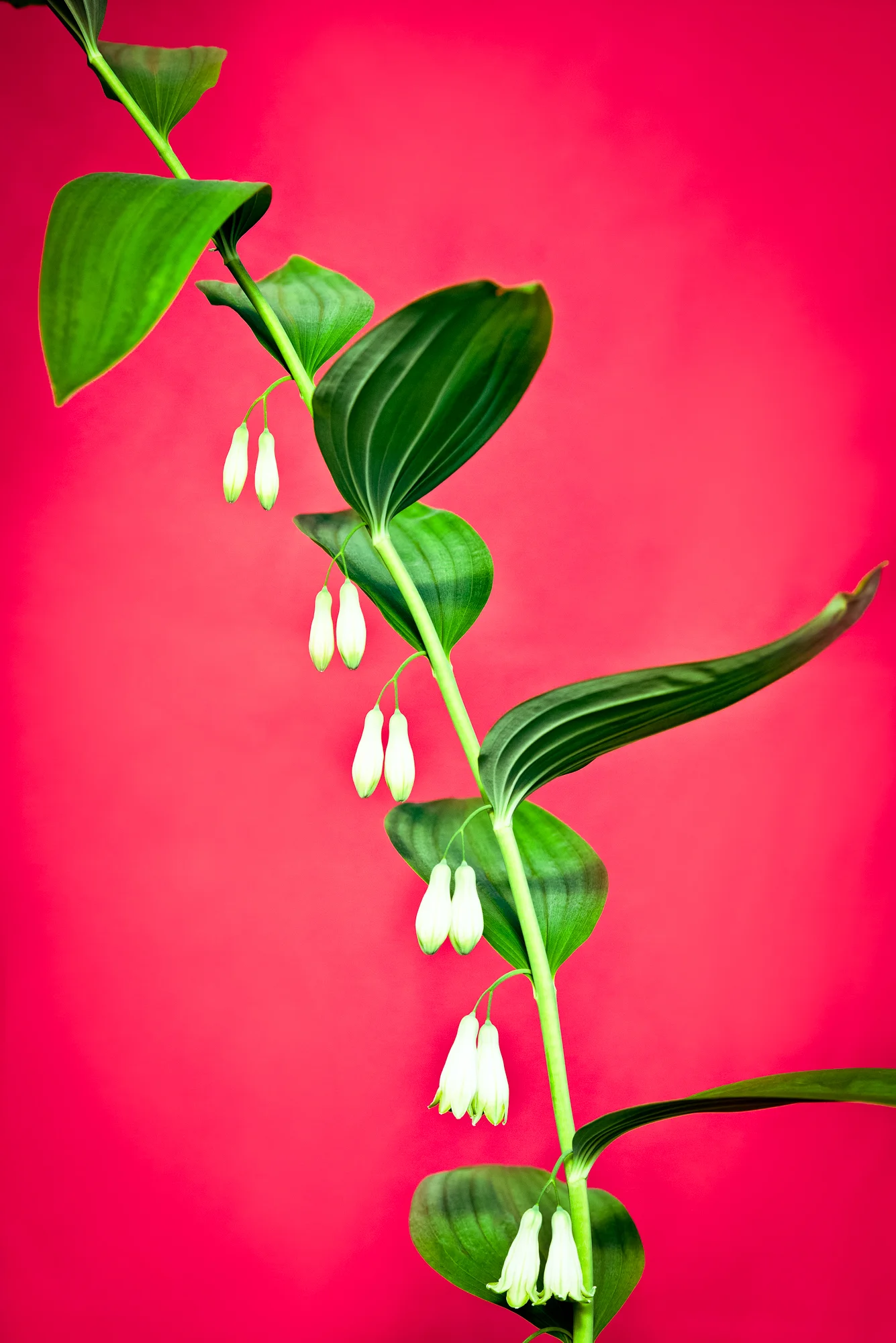 flower-23.jpg