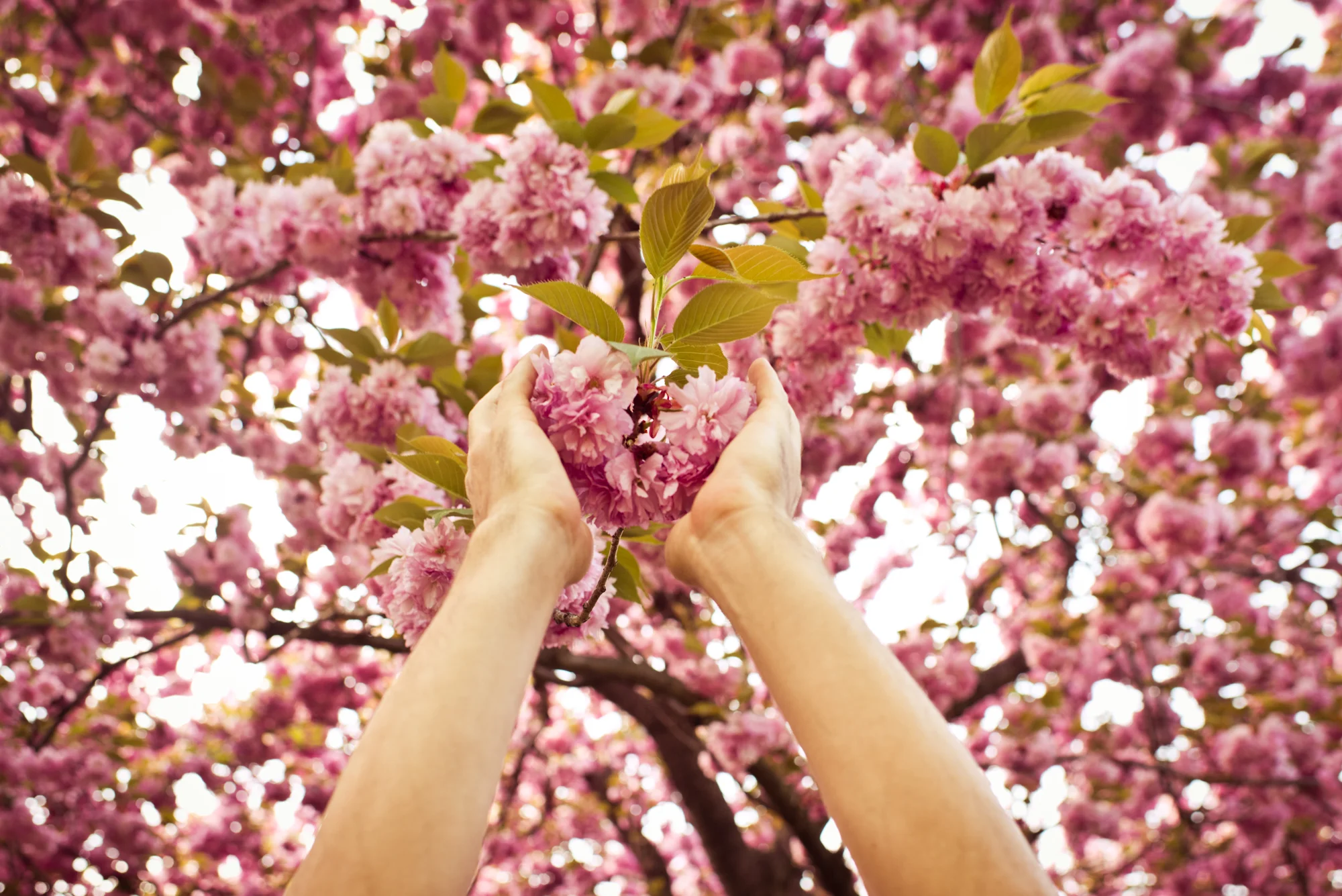 flower-46.jpg