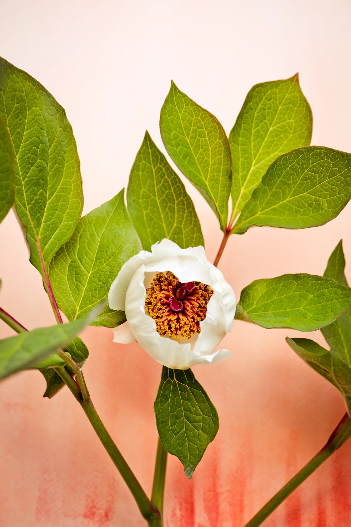 flower-47-5.jpg