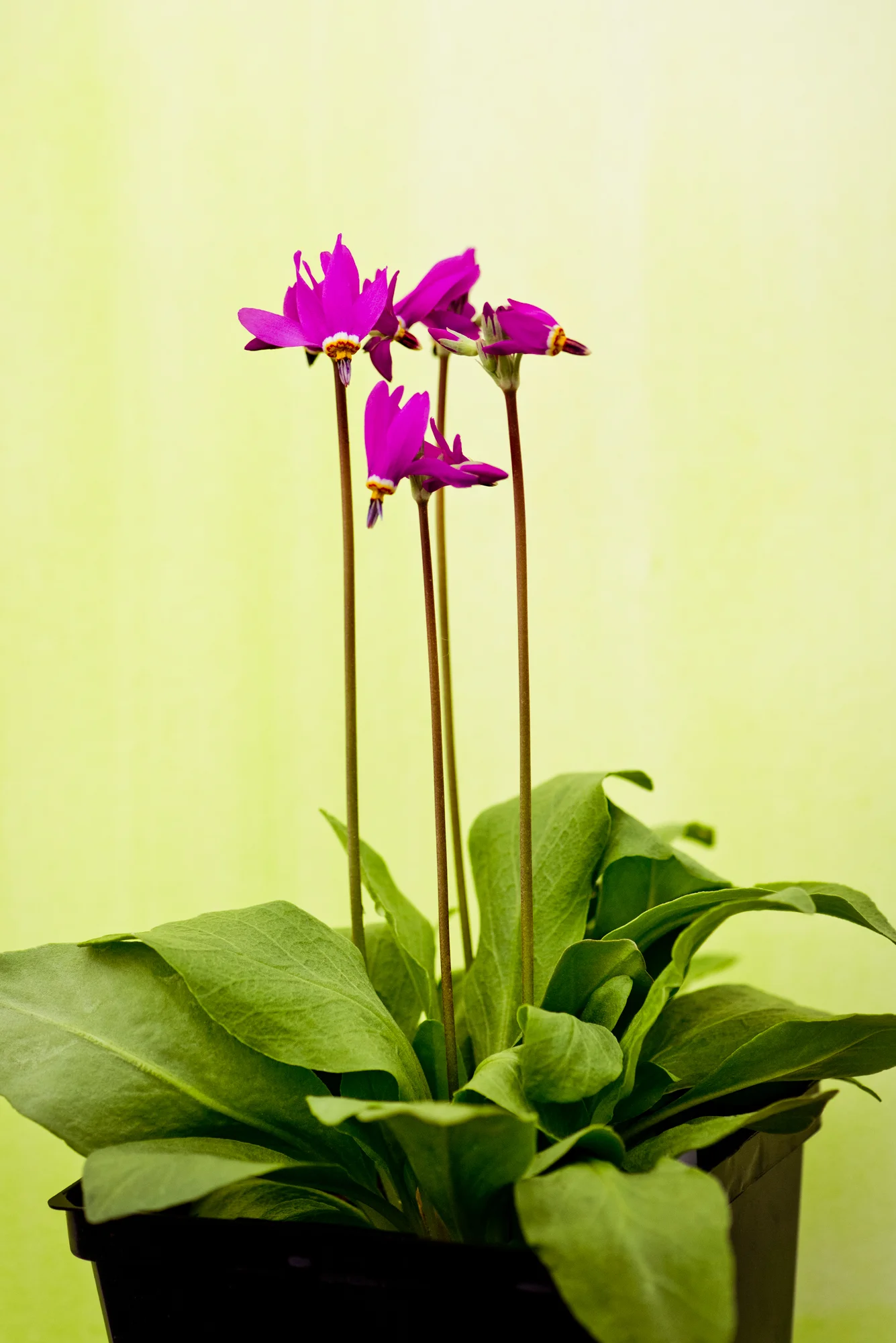 flower-47.jpg