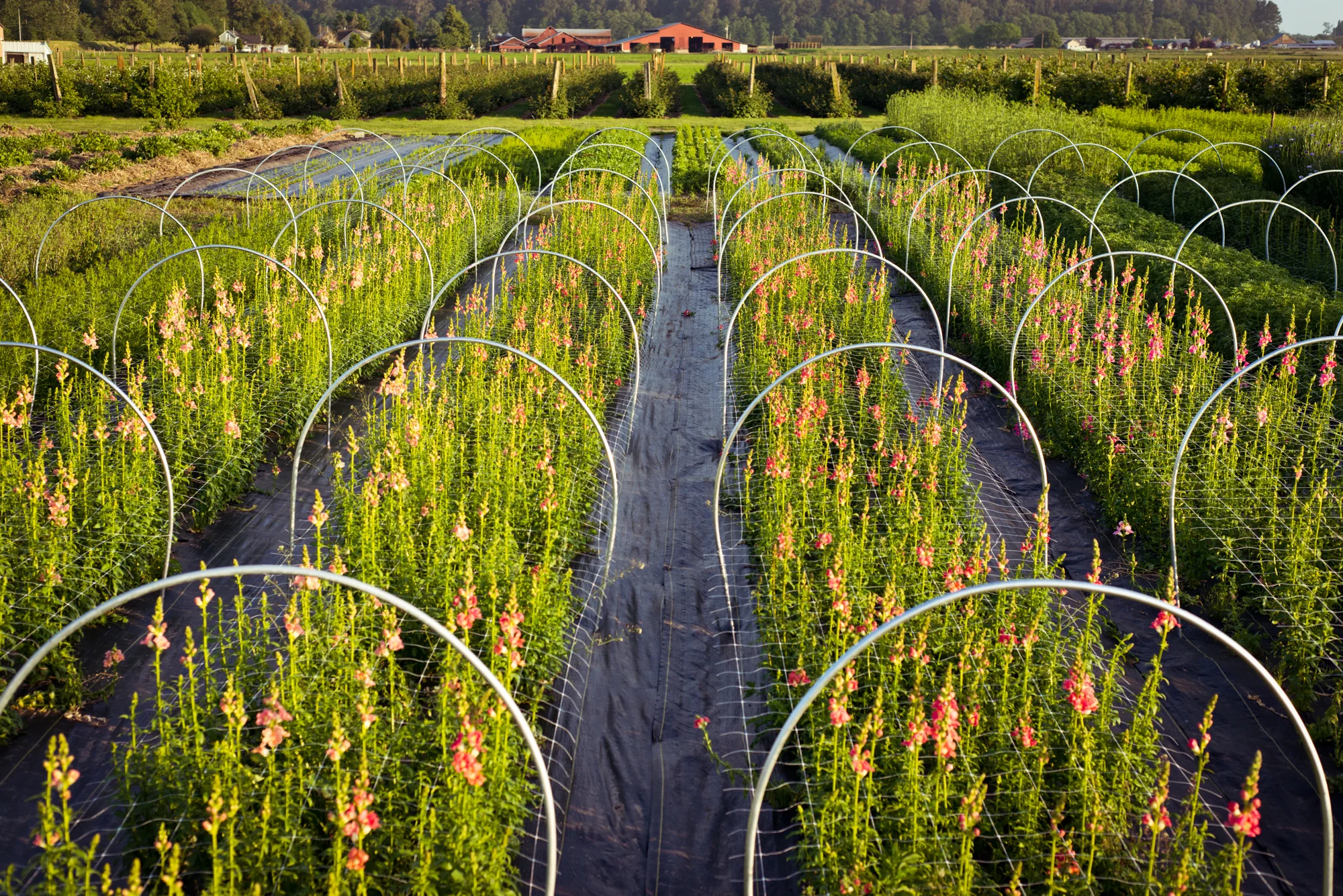 gherman_floret-21.jpg