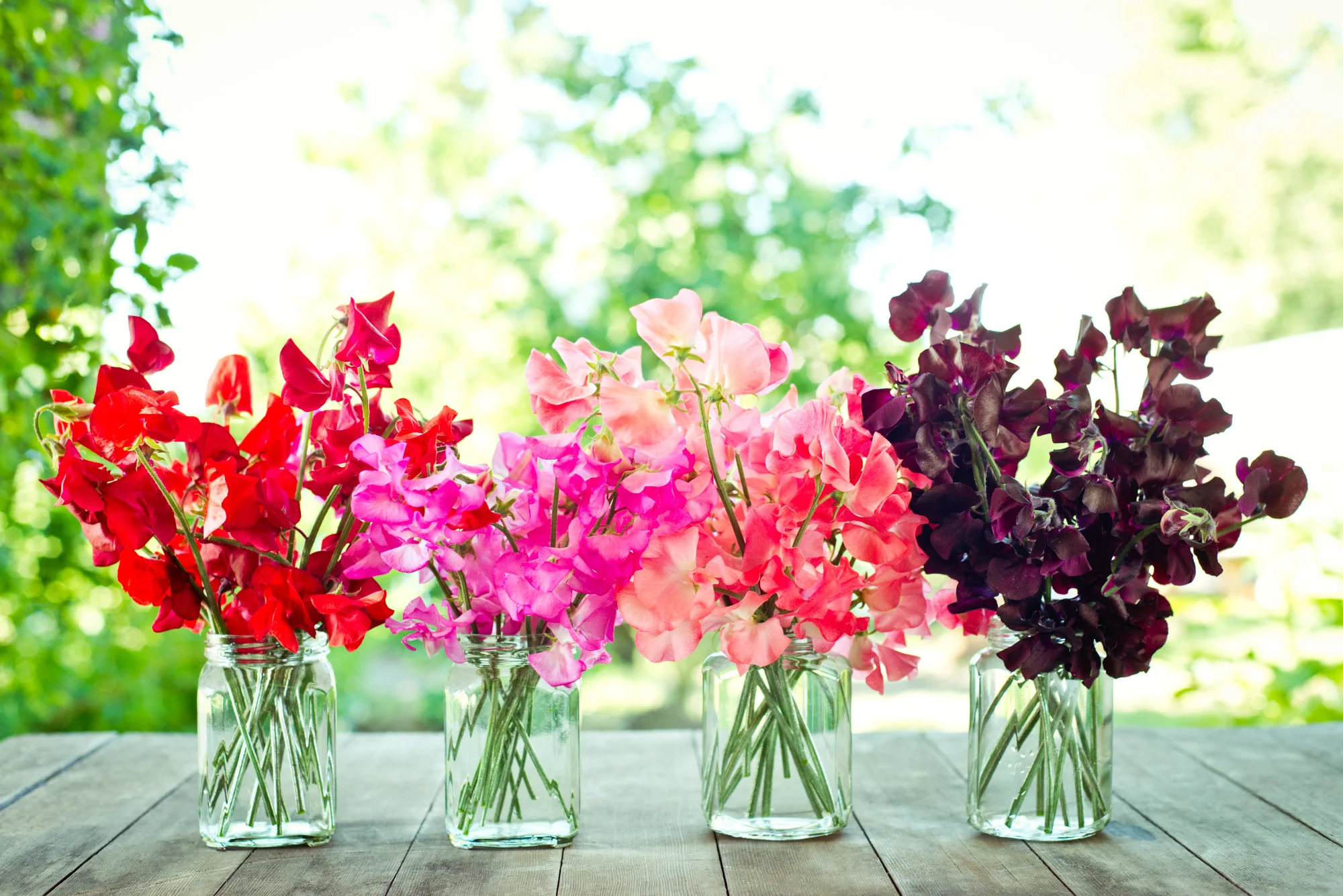 gherman_floretflower-1.jpg