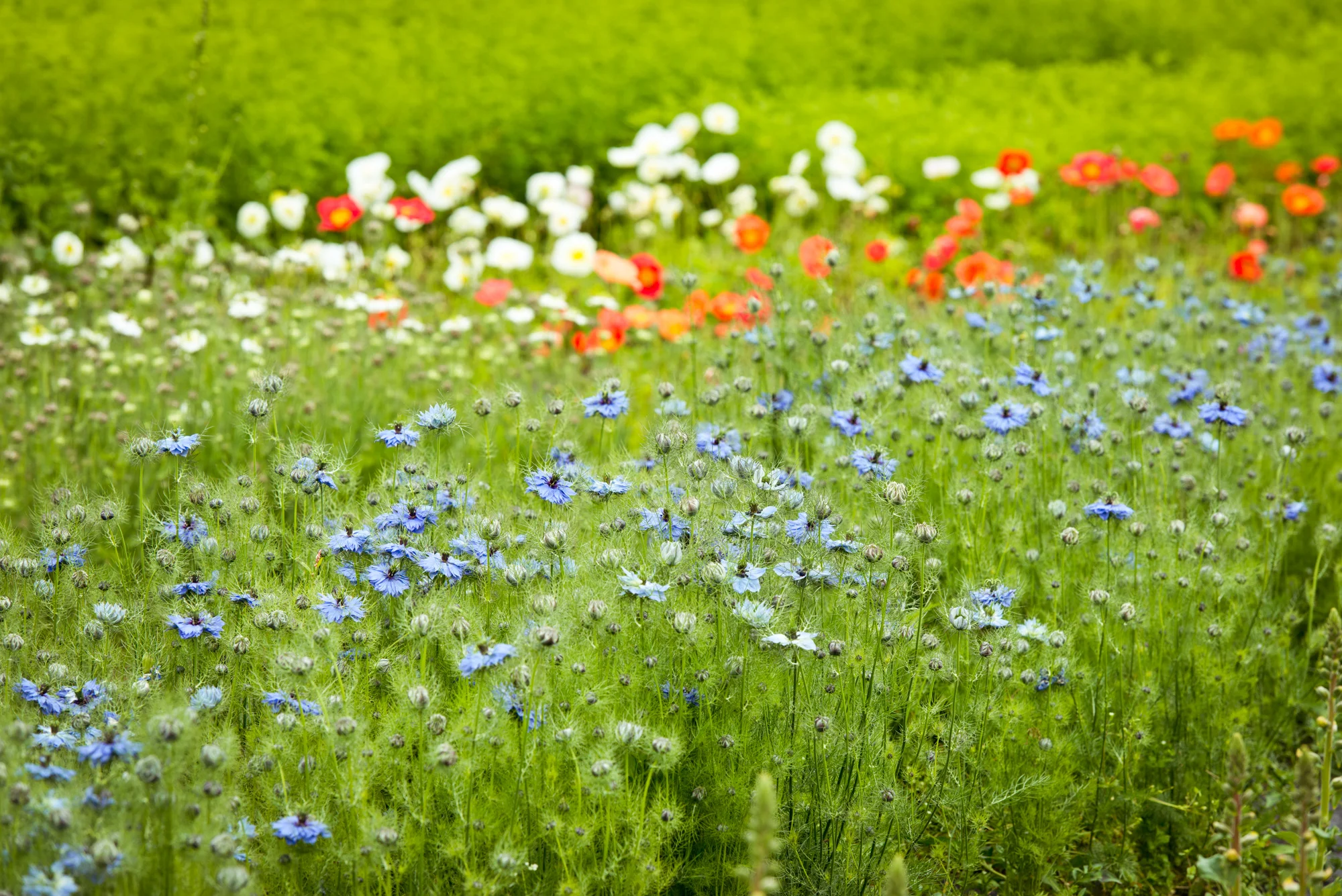 gherman_floret-41.jpg