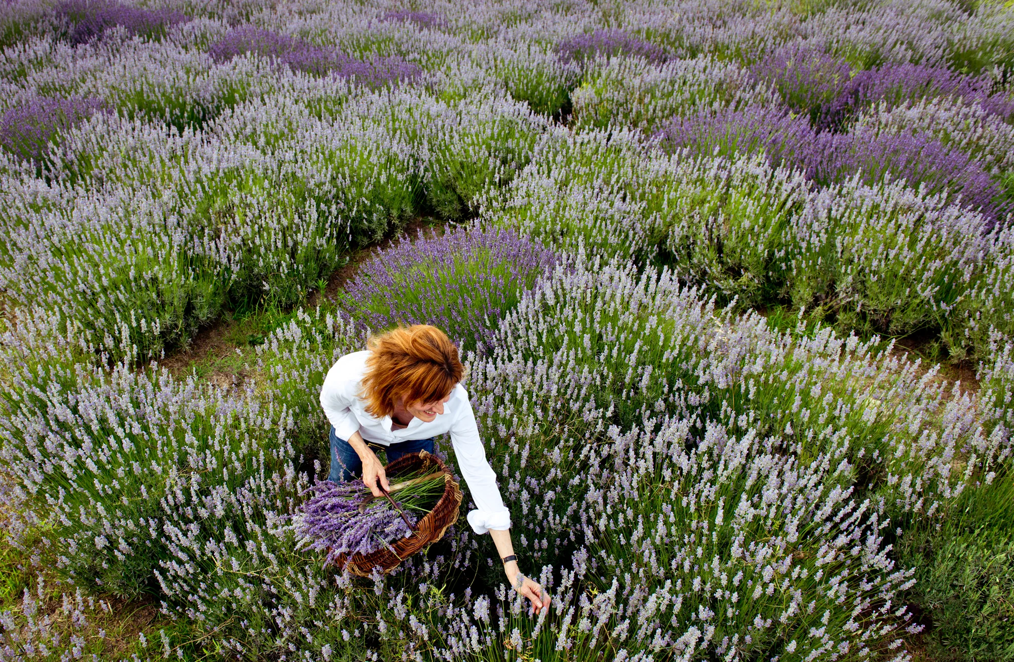 Lavender Forever