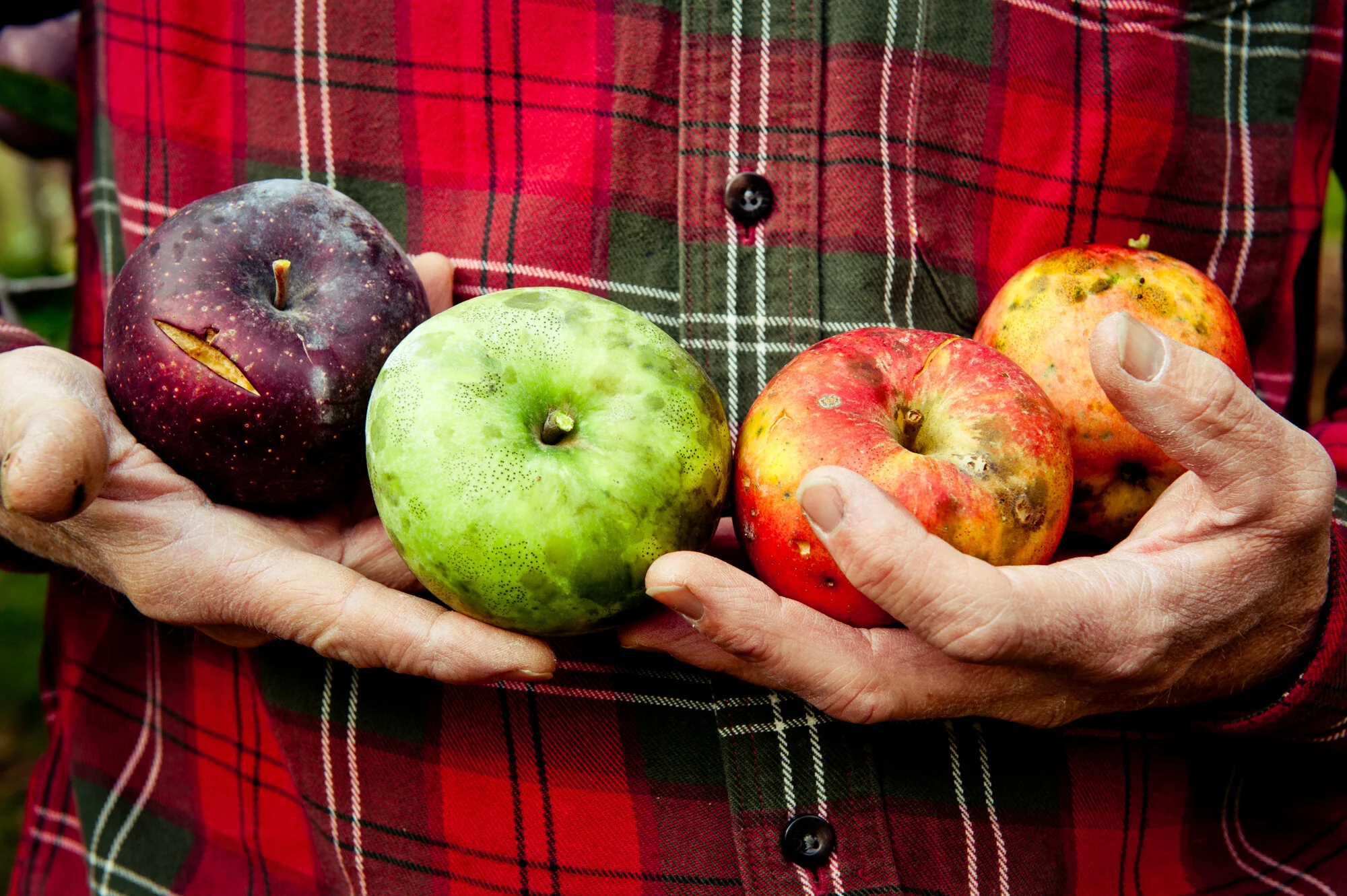 Maine Apple Orchard