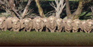 Merino-Group.jpg