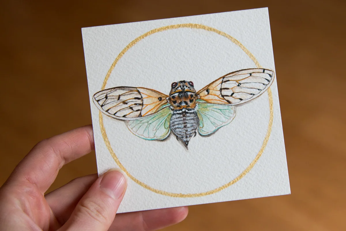 Day 16 Cicada - Zoe Wood - 2017 (1 of 1).jpg