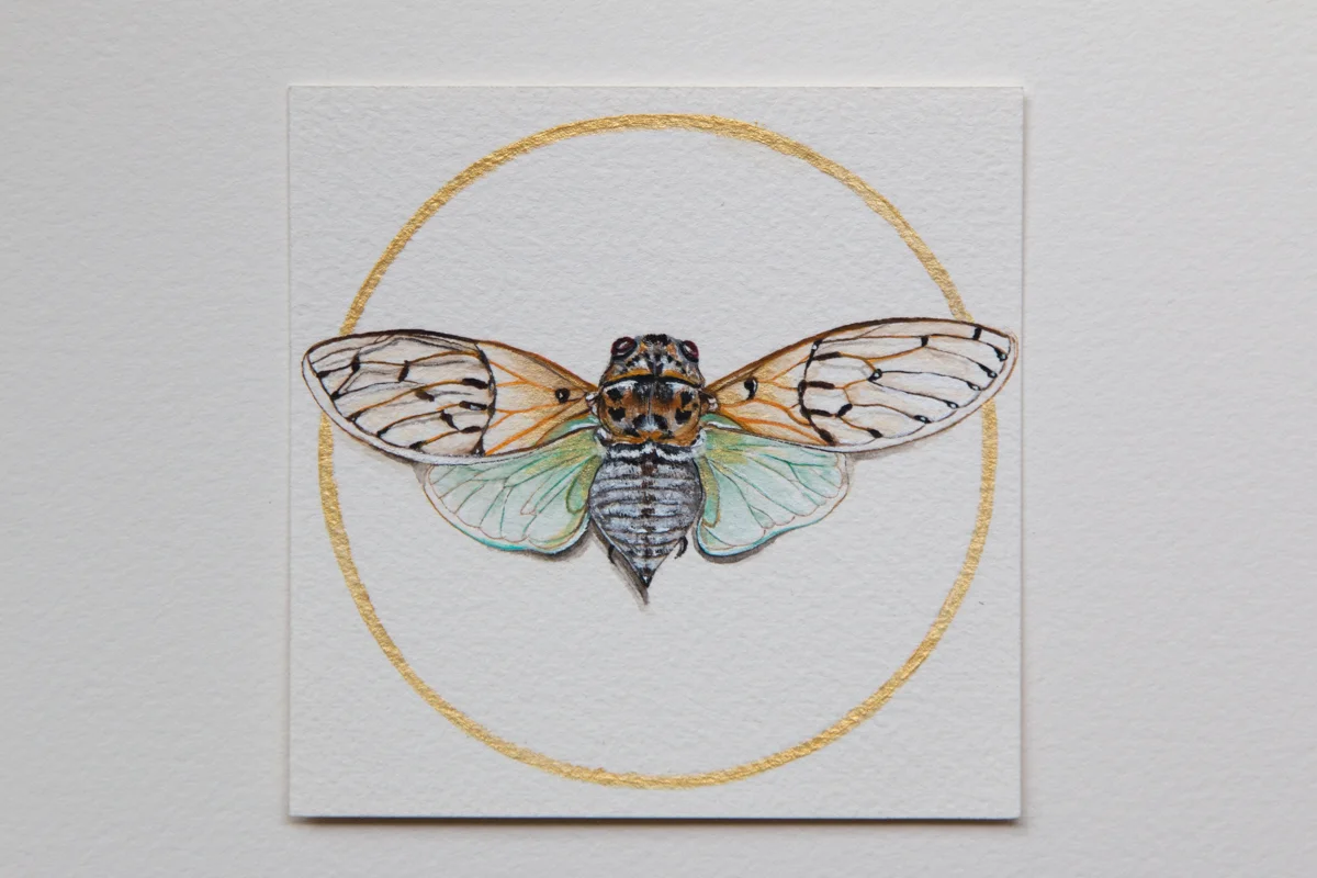 Day 16 Cicada 2 - Zoe Wood - 2017 (1 of 1).jpg
