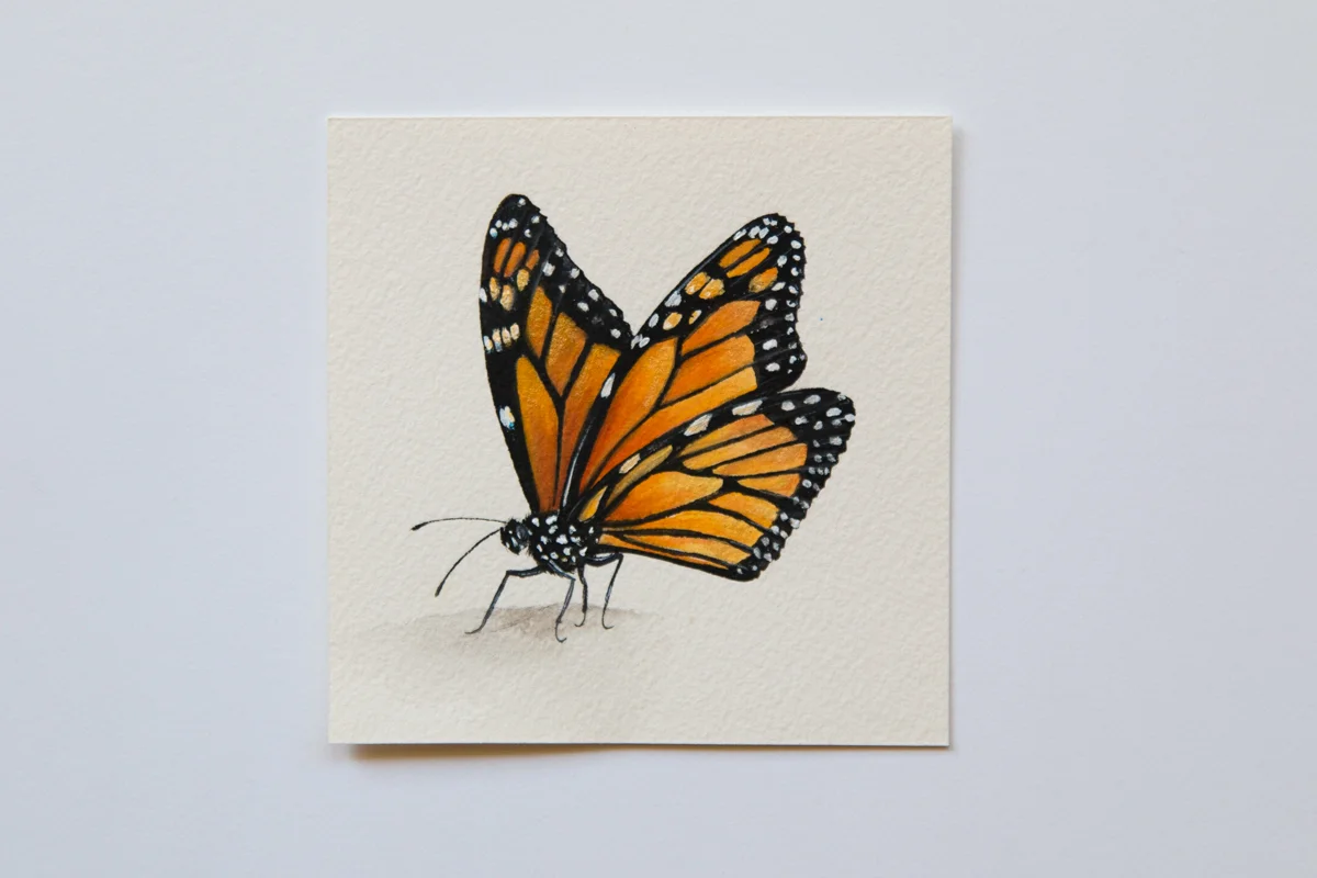 Day 17 Butterfly - Zoe Wood - 2017 (1 of 1).jpg