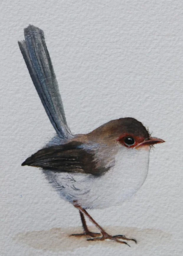 Female wren for print.jpg