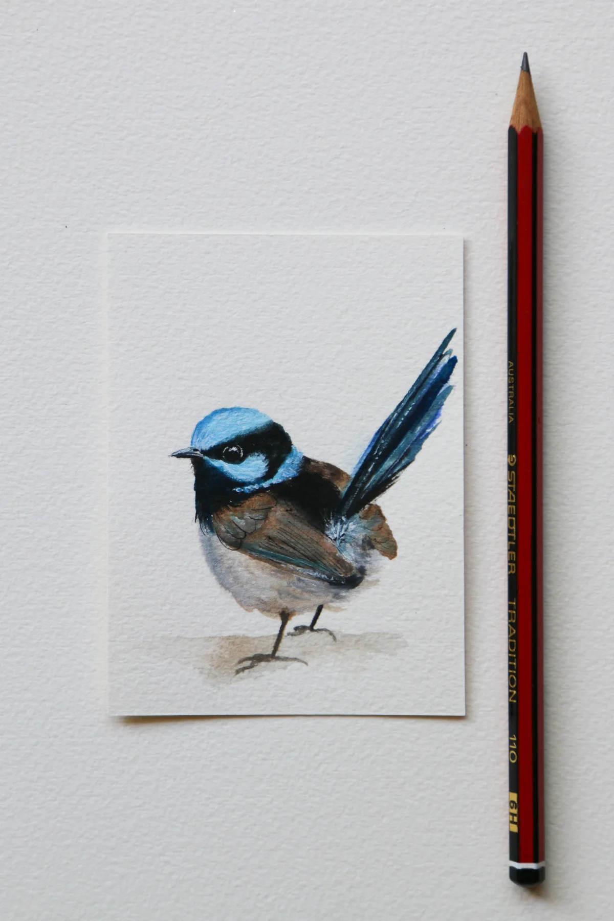 Little Blue Wren.jpg