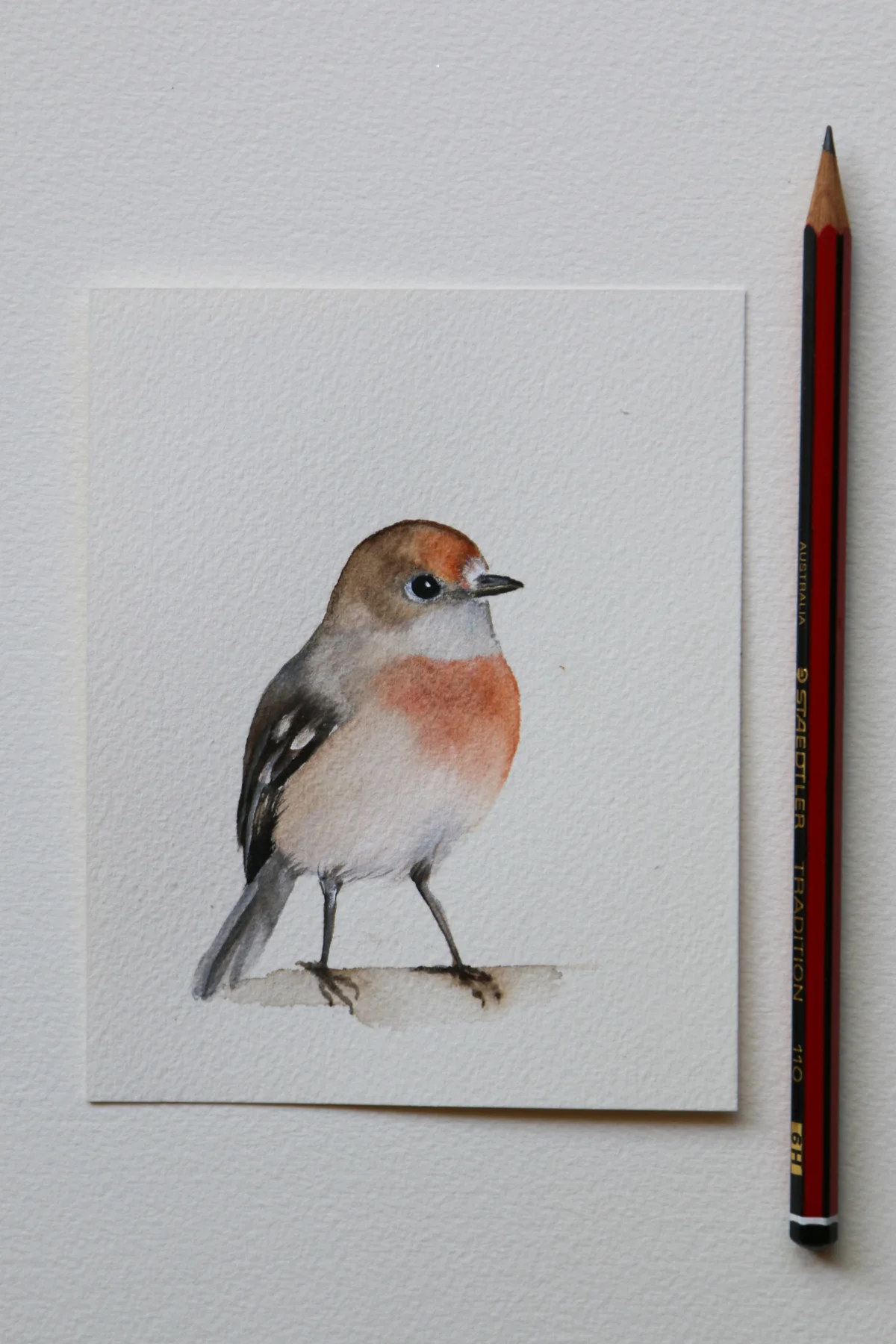 Scarlet Robin Female_.jpg