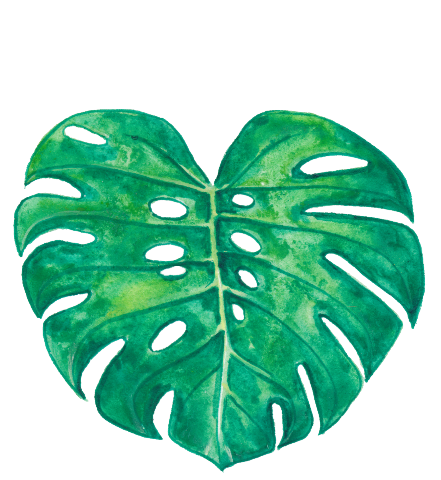 Monstera Deliciosa.png