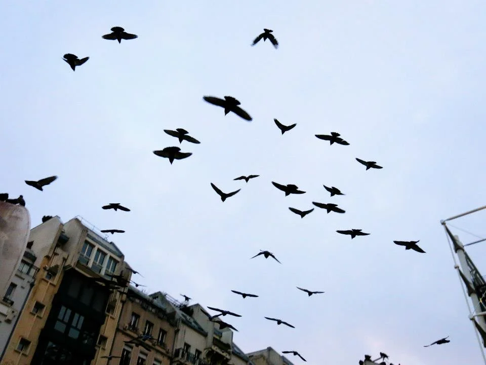 Afternoon Flight I Paris, France I 2013