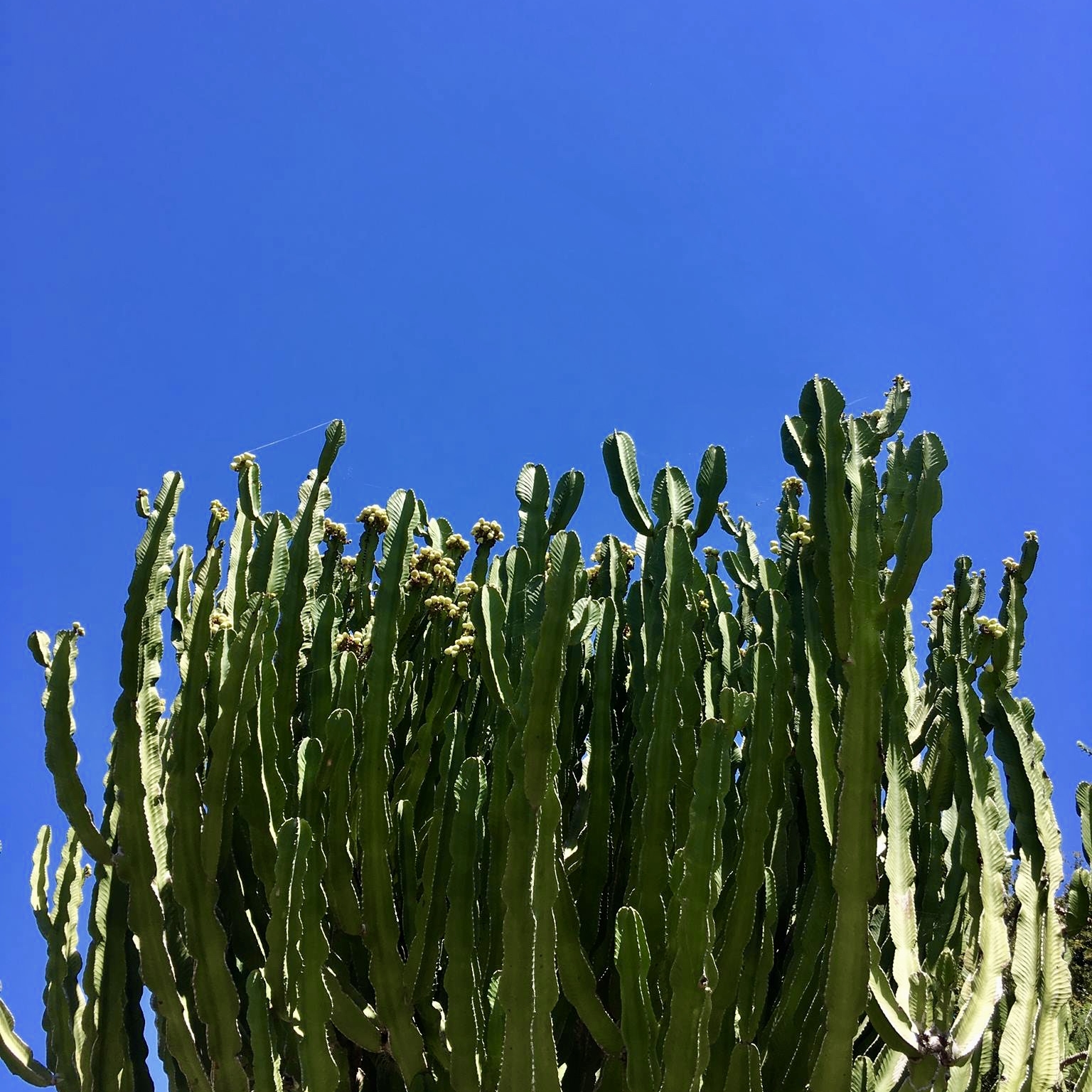 Cacti Cluster I Miami, FL I 2017