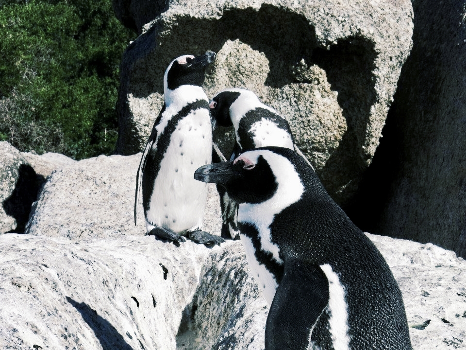 Boulder's Beach I Cape Town, SA I 2013