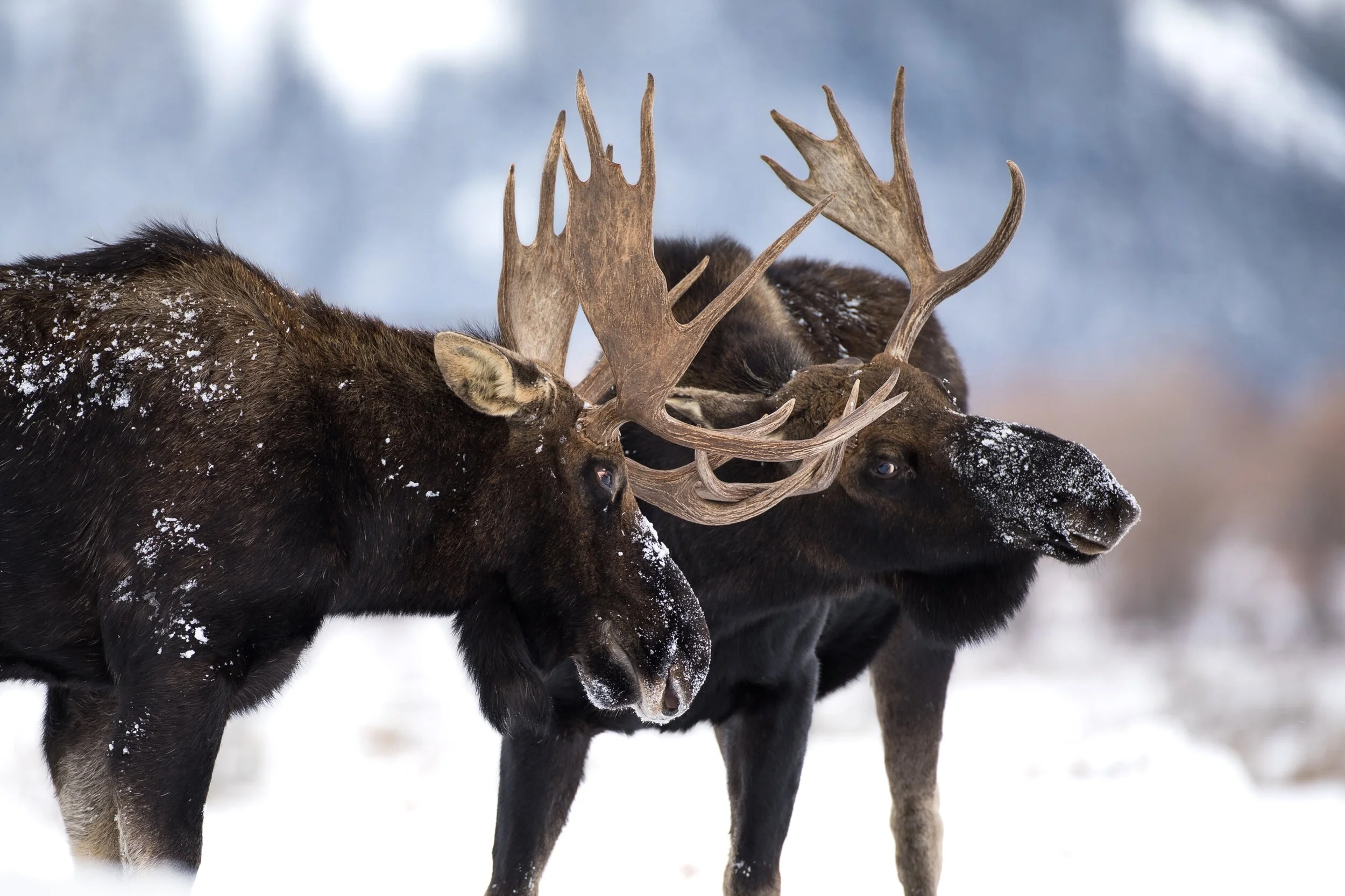Arctic Moose In Snow