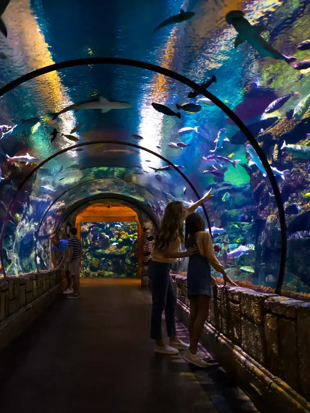 Shark Reef Aquarium