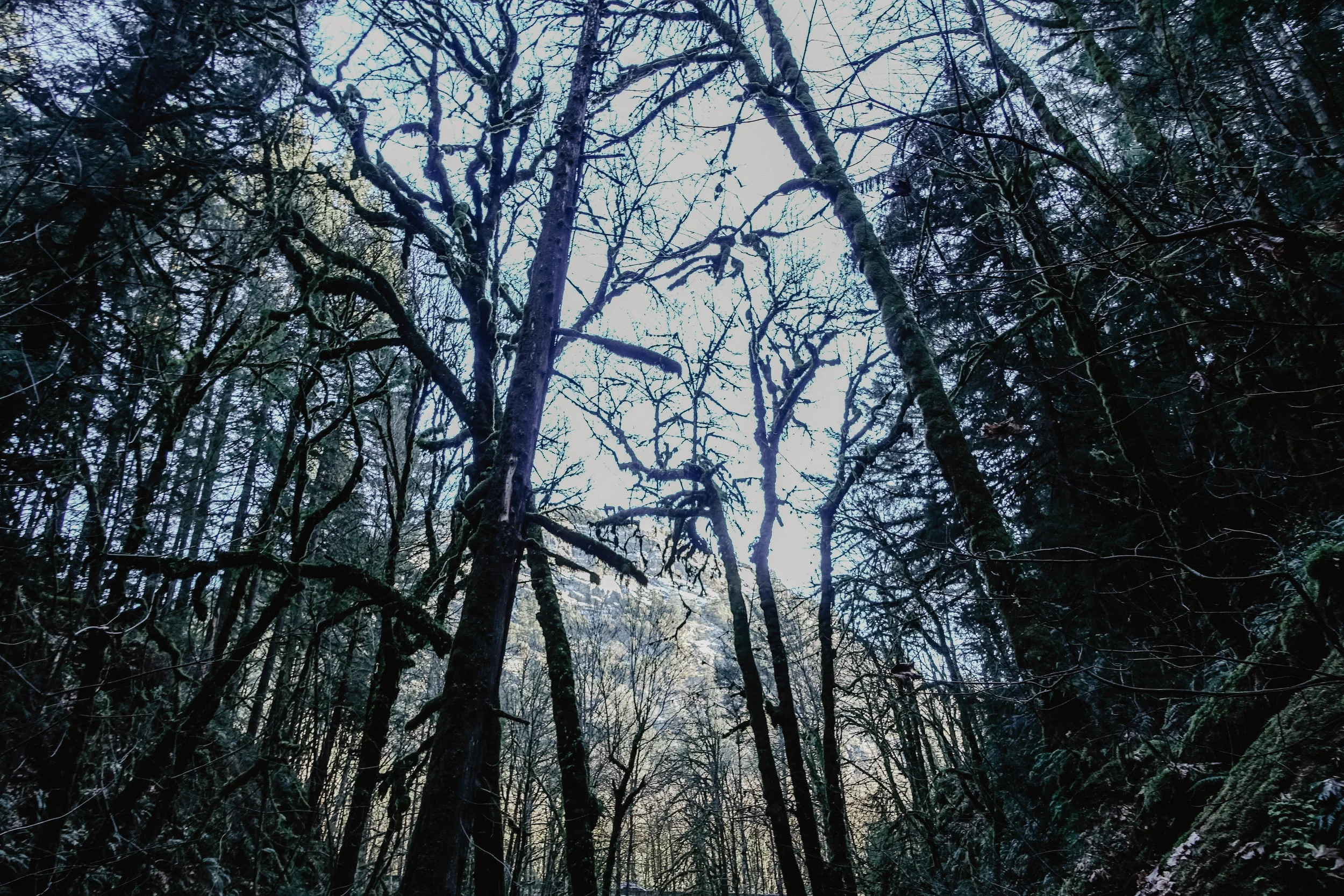 GoldstreamNationalPark6.jpg