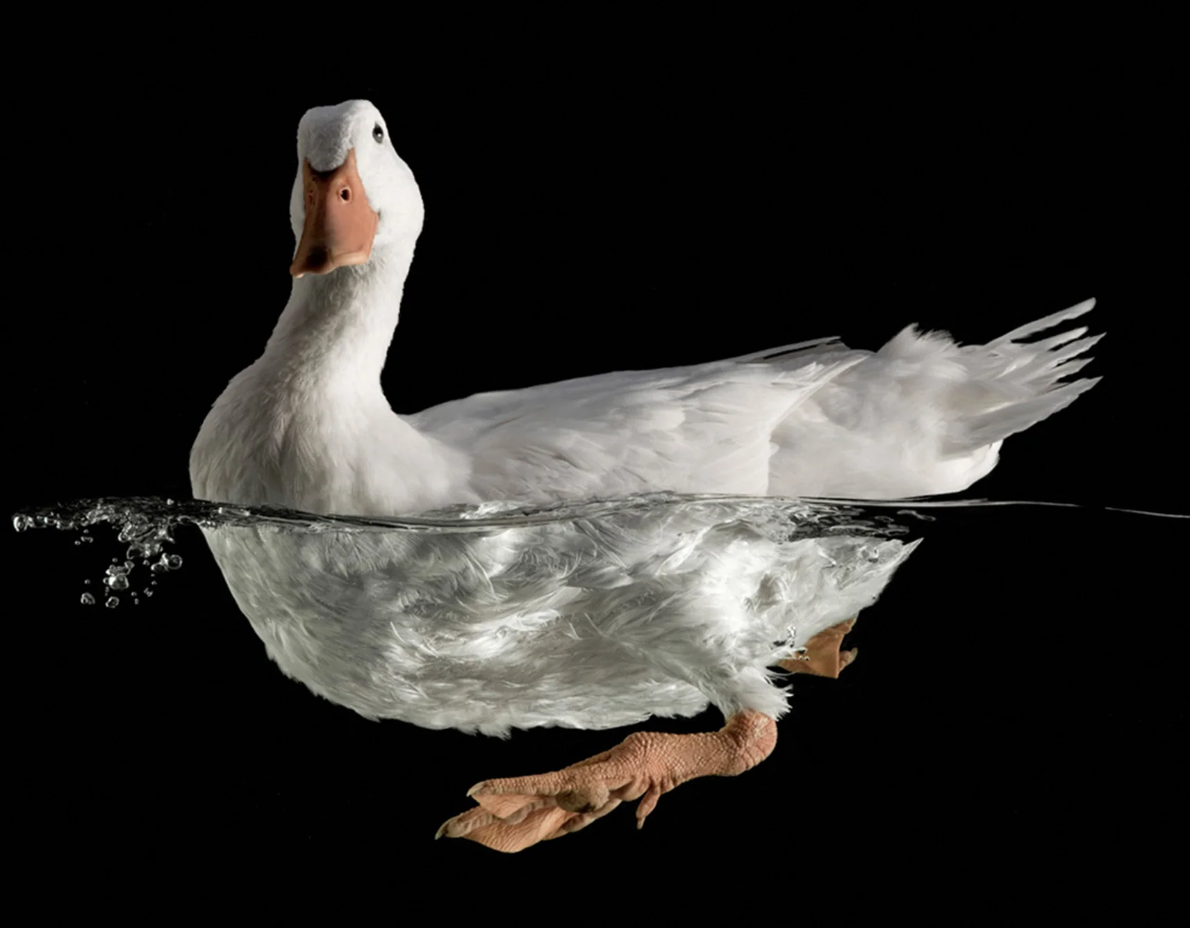 Duck_6.jpg