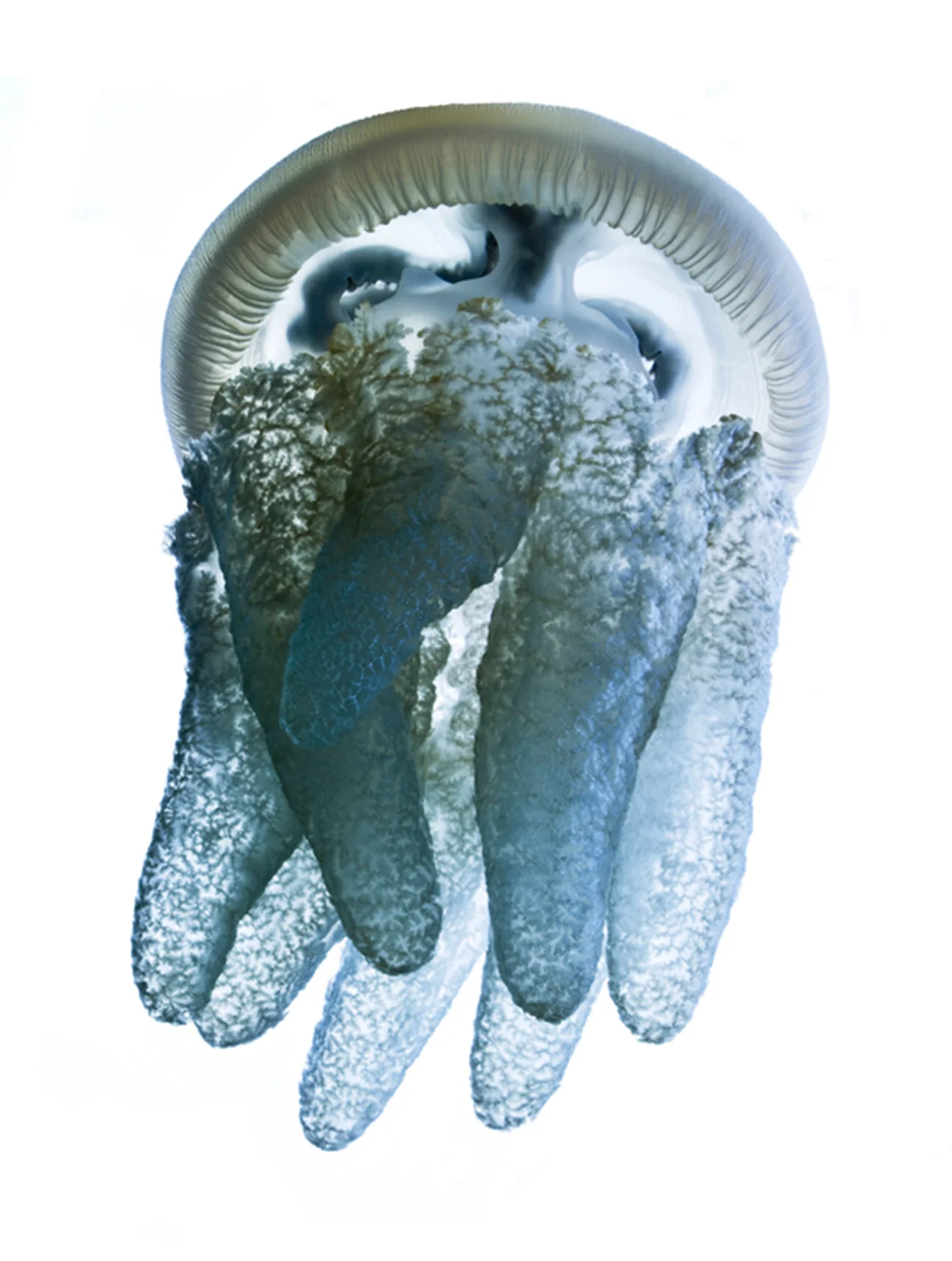 Jelly_2_8.jpg