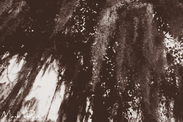 Spanish moss. My favorite! (To look at...not to eat.)