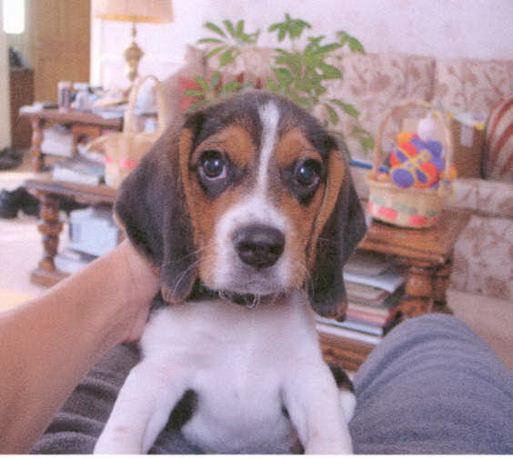 Rocco the day that I brought him home.