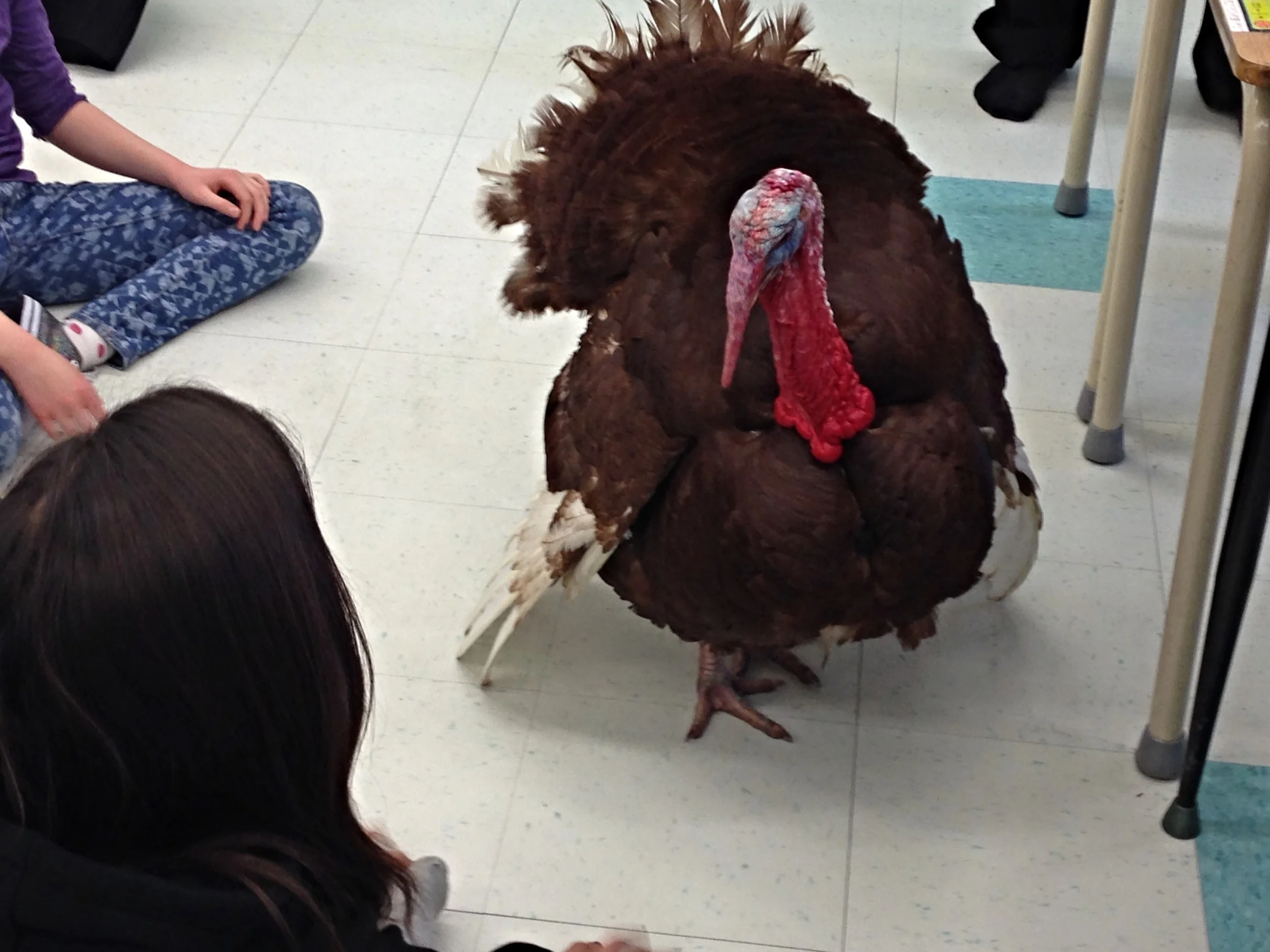 Buddy the Turkey Visits Little Green Thumbs Schools