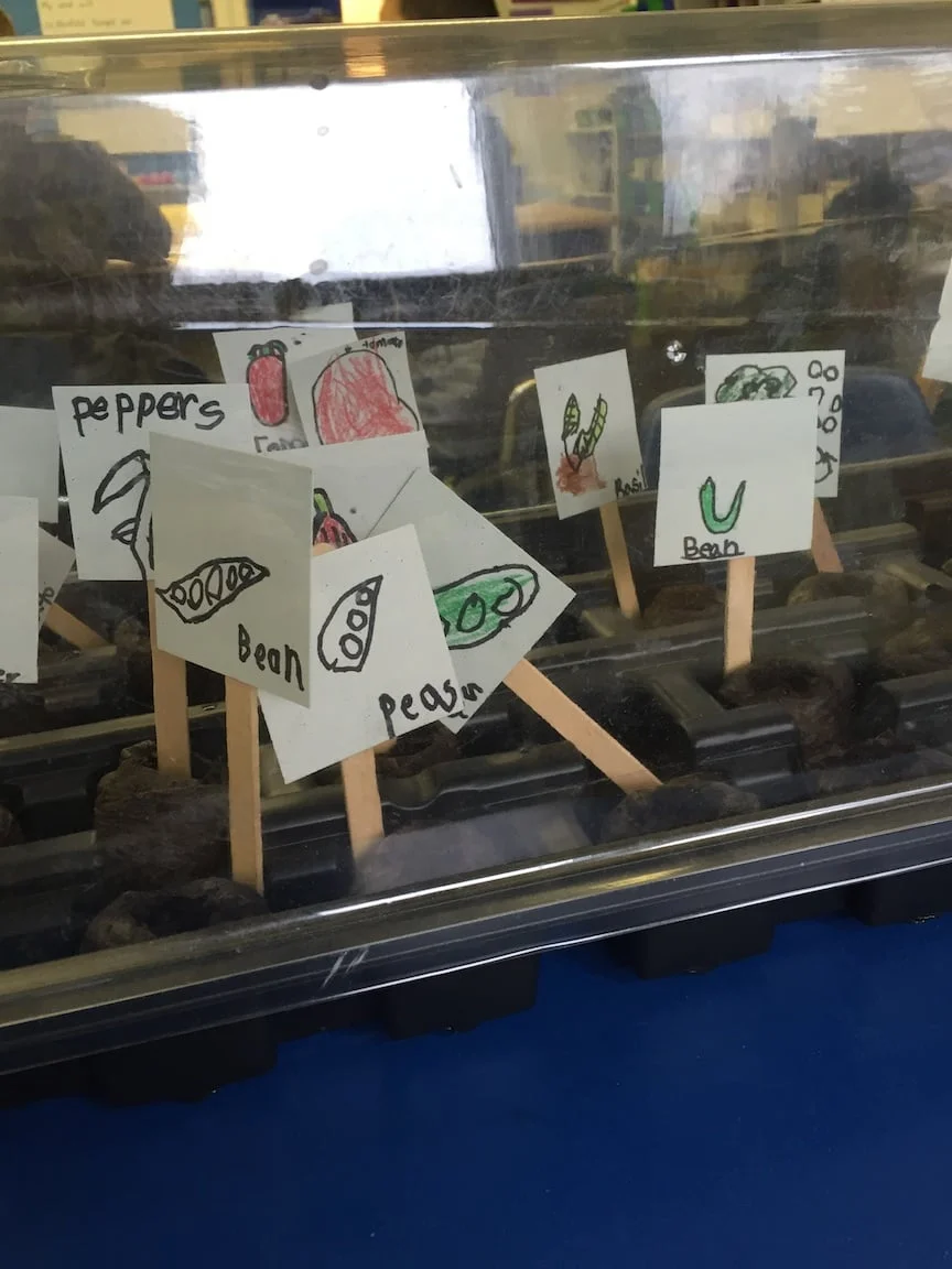 Beans, Beans, Beans – International Year of the Pulses 2016