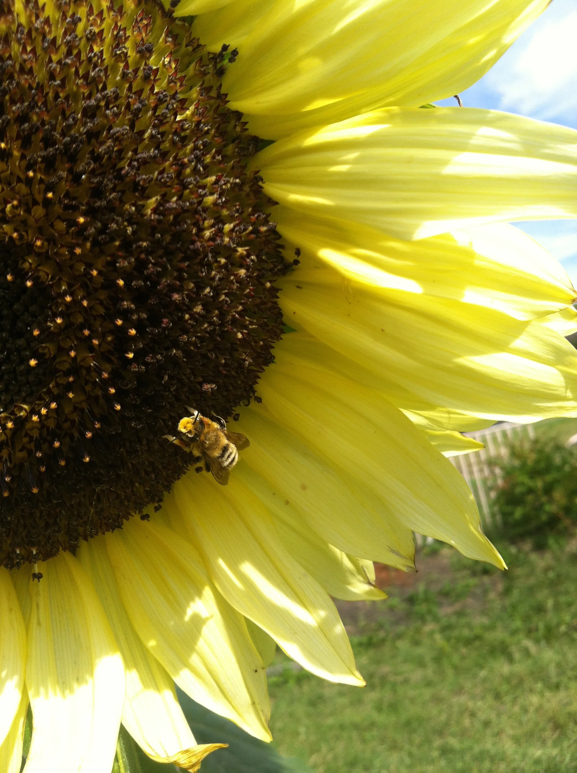 Join SCiP! Serving Communities Internship Program opportunity with SFE