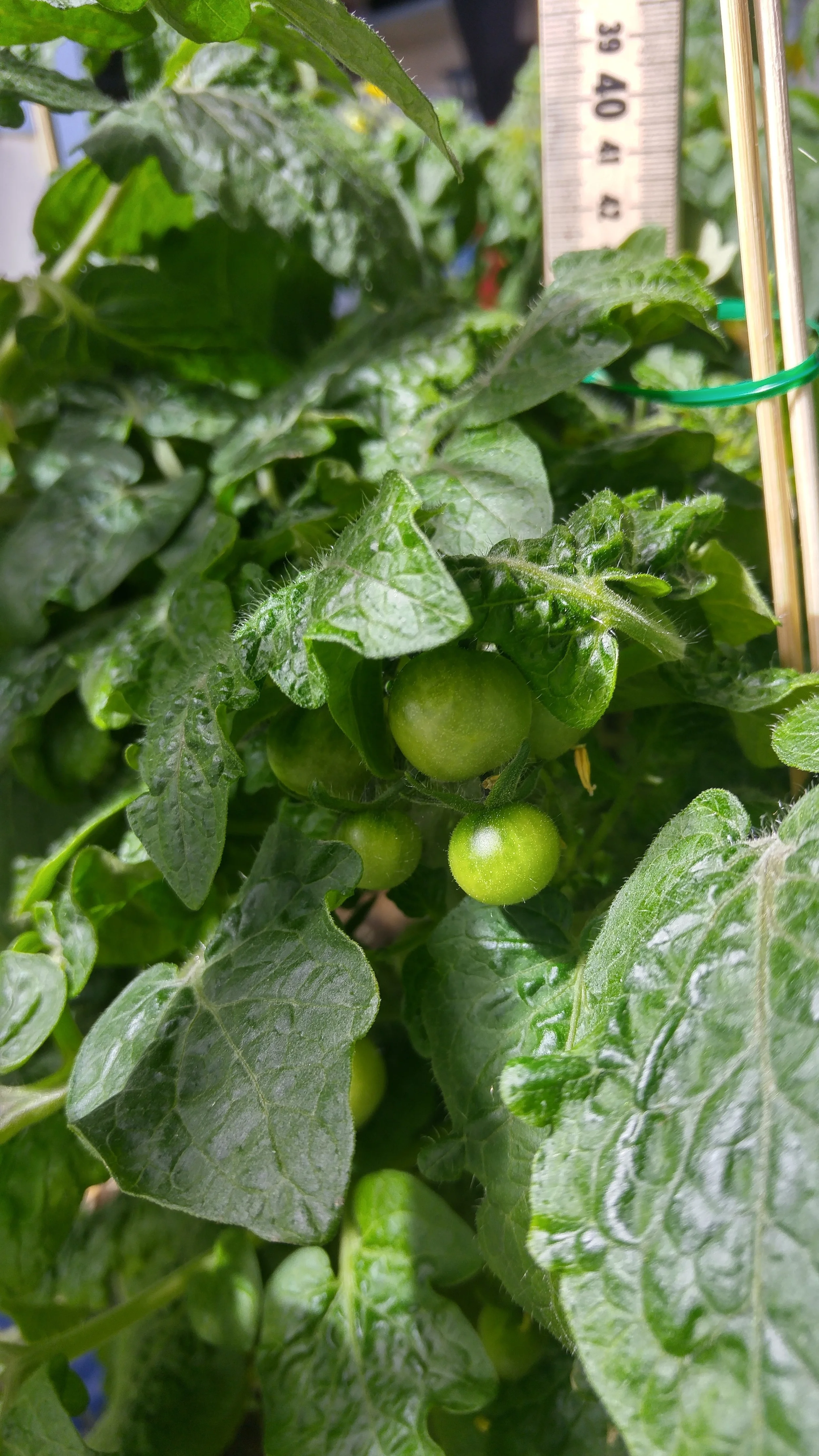 English Language Learners Inspired by LGT Indoor Garden
