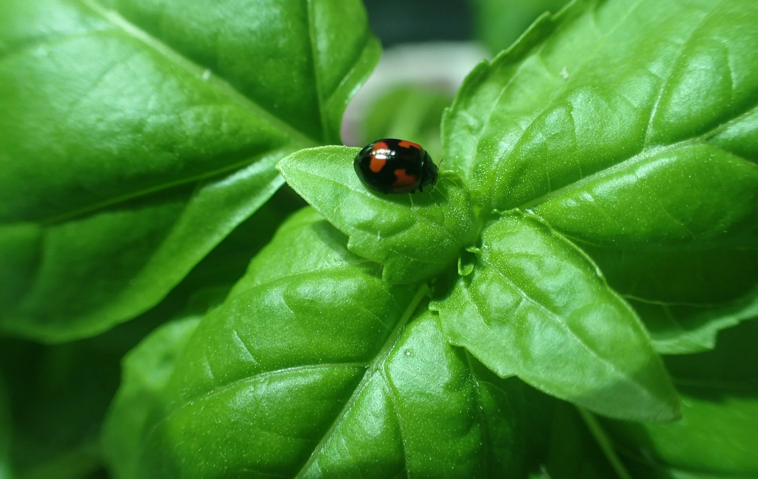 Ladybugs to the Rescue in the Little Green Thumbs garden