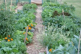 The Duggan Community Garden