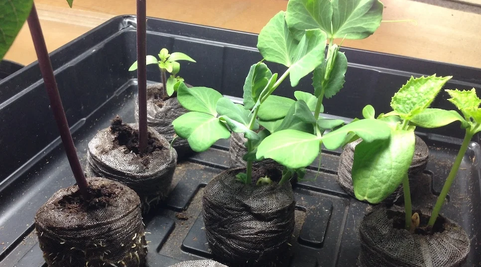 Indoor Transplanting Time