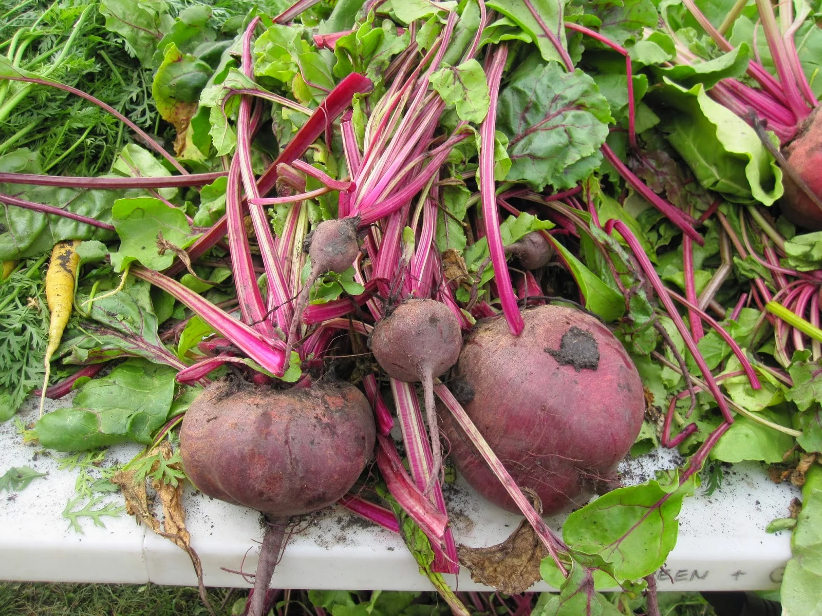 Are you interested in community gardens?