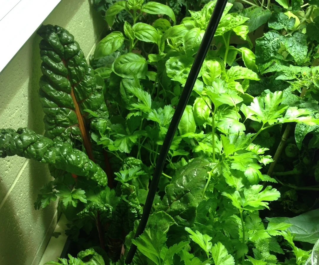 Adventures in Indoor Growing
