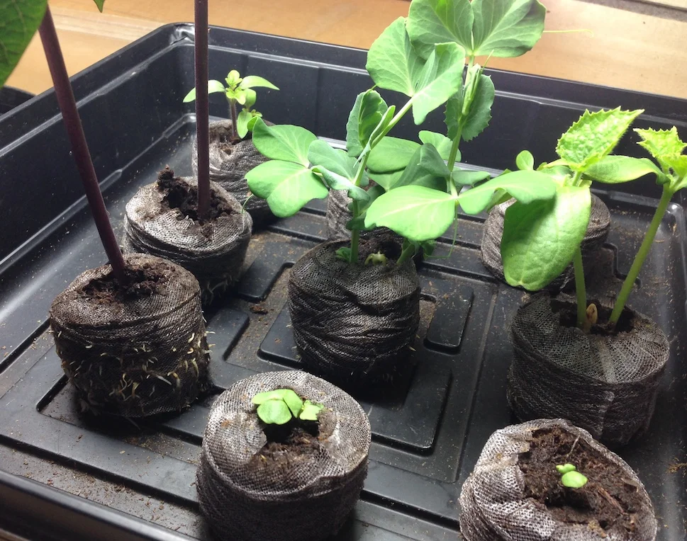 Little Green Thumbs Kick-Off to a new gardening year