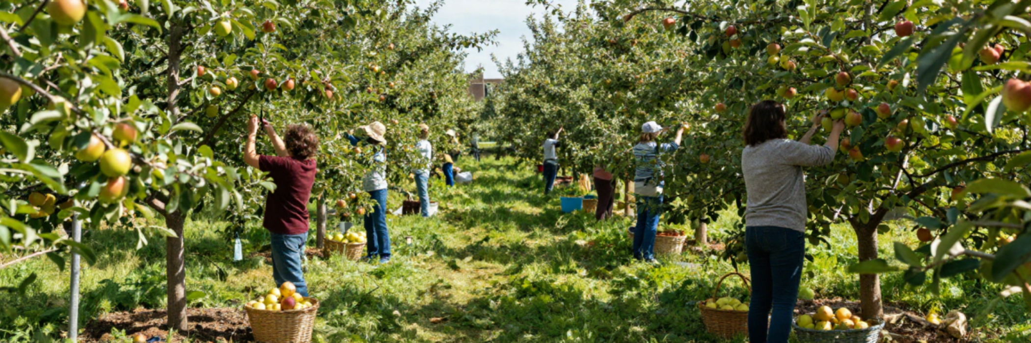 McCauley Community Orchard - Banner.png