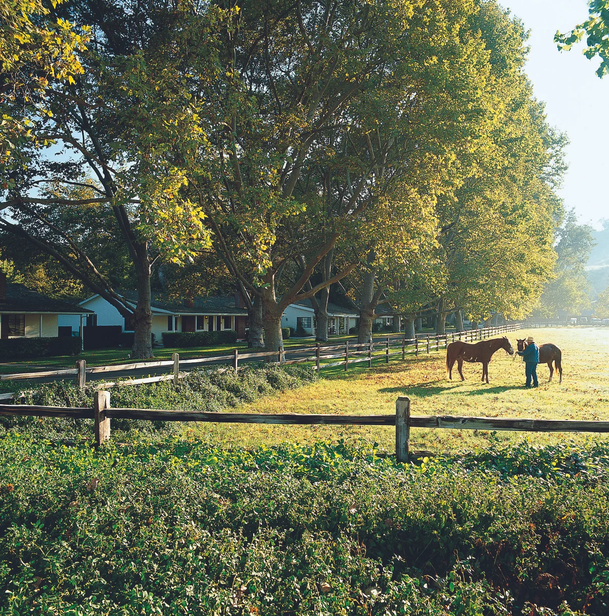 AlisalFrontPasture.jpg