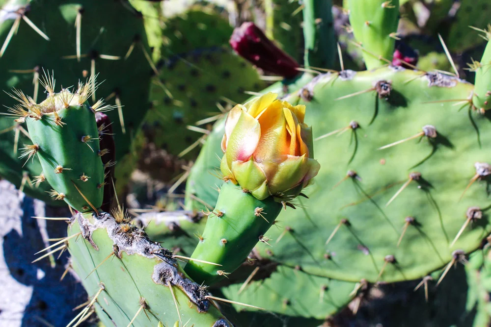 emmalofstrom_cacti_workshop2.jpg