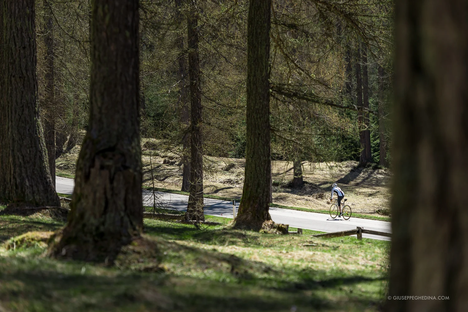 Lo splendido bosco di larici di Larieto