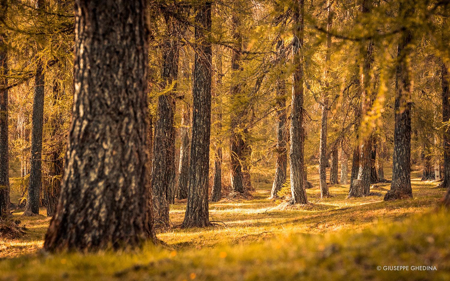 Il bosco di larici di Larieto in Autunno _ photo @giuseppeghedina.com